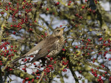 Turdus pilaris