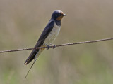 Hirundo rustica