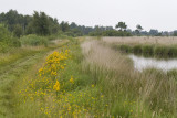 habitat ochlodus faunus