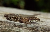 Podarcis muralis