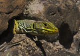 Timon lepidus