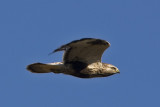 Buteo lagopus