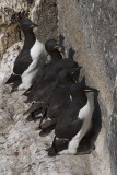Uria lomvia