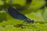 Calopeteryx virgo