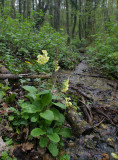 Primula elatior