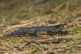 Triturus alpestris