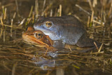 Rana arvalis amplex