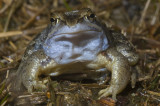 Rana arvalis