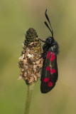 Zygaena filipendulae