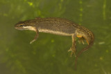 Lissotriton vulgaris