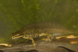 Lissotriton vulgaris