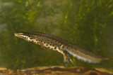 Lissotriton vulgaris