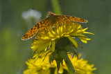 Boloria euphrosyne