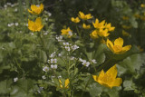 Cardamine amara & Caltha palustris