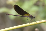 Calopteryx haemorrhoidalis