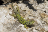Timon lepidus