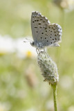 Pseudophilotes panoptes