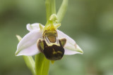 Ophrys apifera 