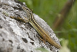 Psammodromus algirus