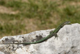 Podarcis carbonelli