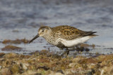 Calidris alpina