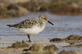 Calidris alba