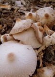 Lepiota Americana Friends