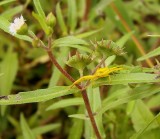 Yellow Crab Spider