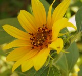 Jerusalem Artichoke