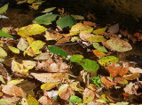 Early Fall Leaves Floating down the river