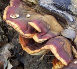 Mustard-yellow Polypore