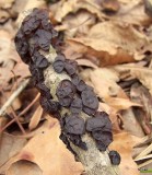 Black Jelly Roll Mushrooms