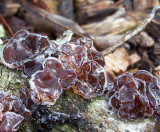 Black Jelly Roll Incrusted with Frost