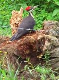 Pileated Woodpecker