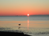 Egret with Sunrise on Trinity Bay