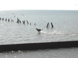 Buddy Chasin the seagulls in Trinity Bay