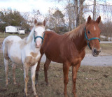 Cotton Candy, TN Walker & Honey, Quarter Horse