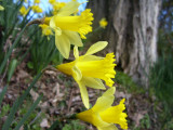 Triple Daffs