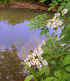 Multi Flora Rose Adorns the River