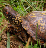 Eastern Box Turtle