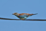 Roller  (Coracias garrulus)