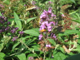 Bugs