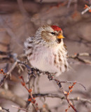 Common-Redpoll-VII.jpg