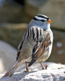 White-crowned-Sparrow-I.jpg