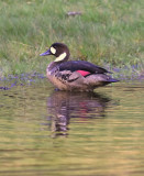 Spectacled Duck