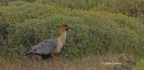 buff-necked-ibis copy.jpg