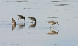 stilt-sandpiper-II.jpg