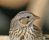 Lincolns Sparrow