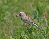 Savanah Sparrow I