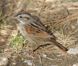 Swamp Sparrow